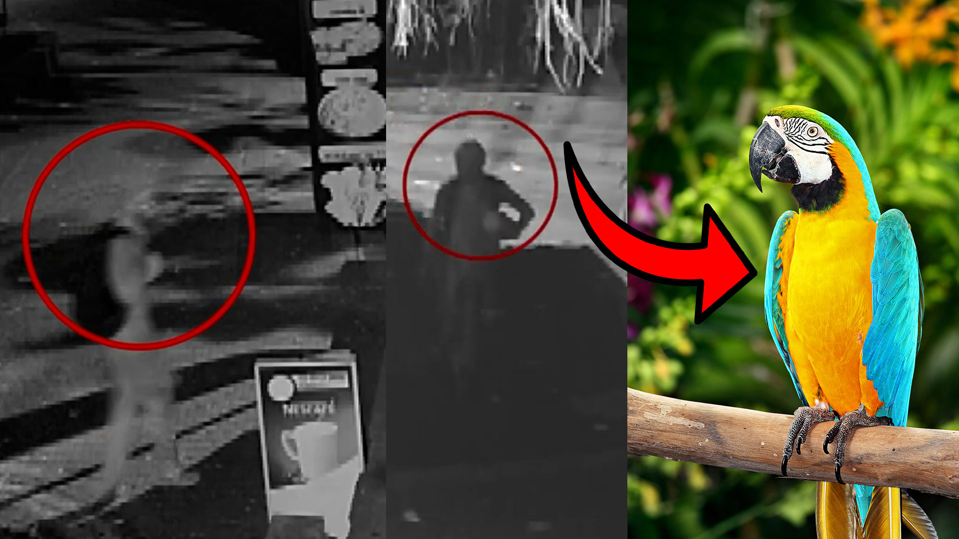 Read more about the article <span class="video-label">🔴 VIDEO</span> தெஹிவளை Zoo வில் கிளியை திருடிய நபர் CCTV – பெருமதி தெரியுமா?