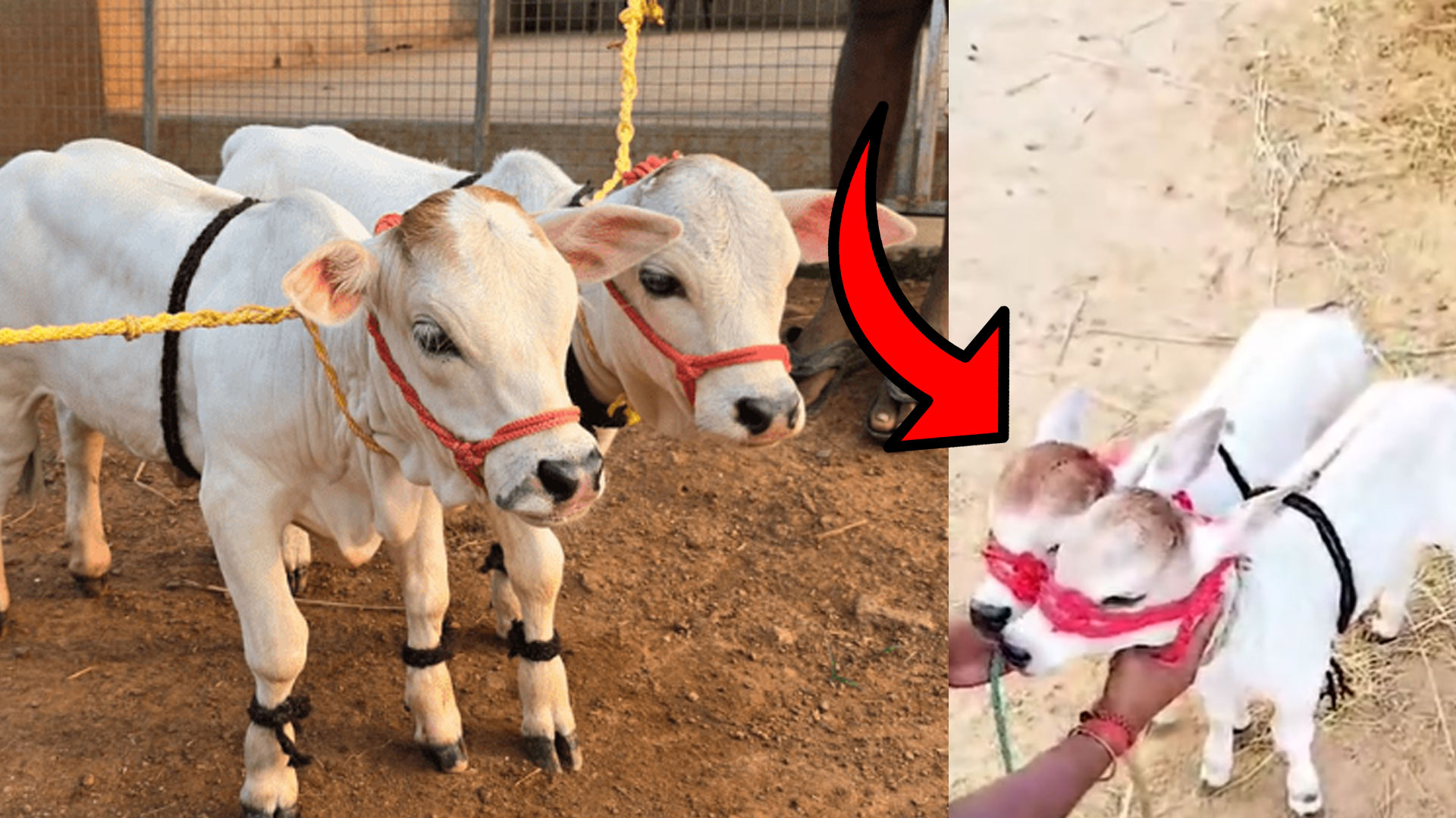 Read more about the article <span class="video-label">🔴 VIDEO</span> உலகிலேயே மிக சிறிய பசு இனம் இதுதானாம்! குட்டியா கொலுகொலுன்னு அழாகா இருக்கே! வியக்க வைக்கும் வீடியோ