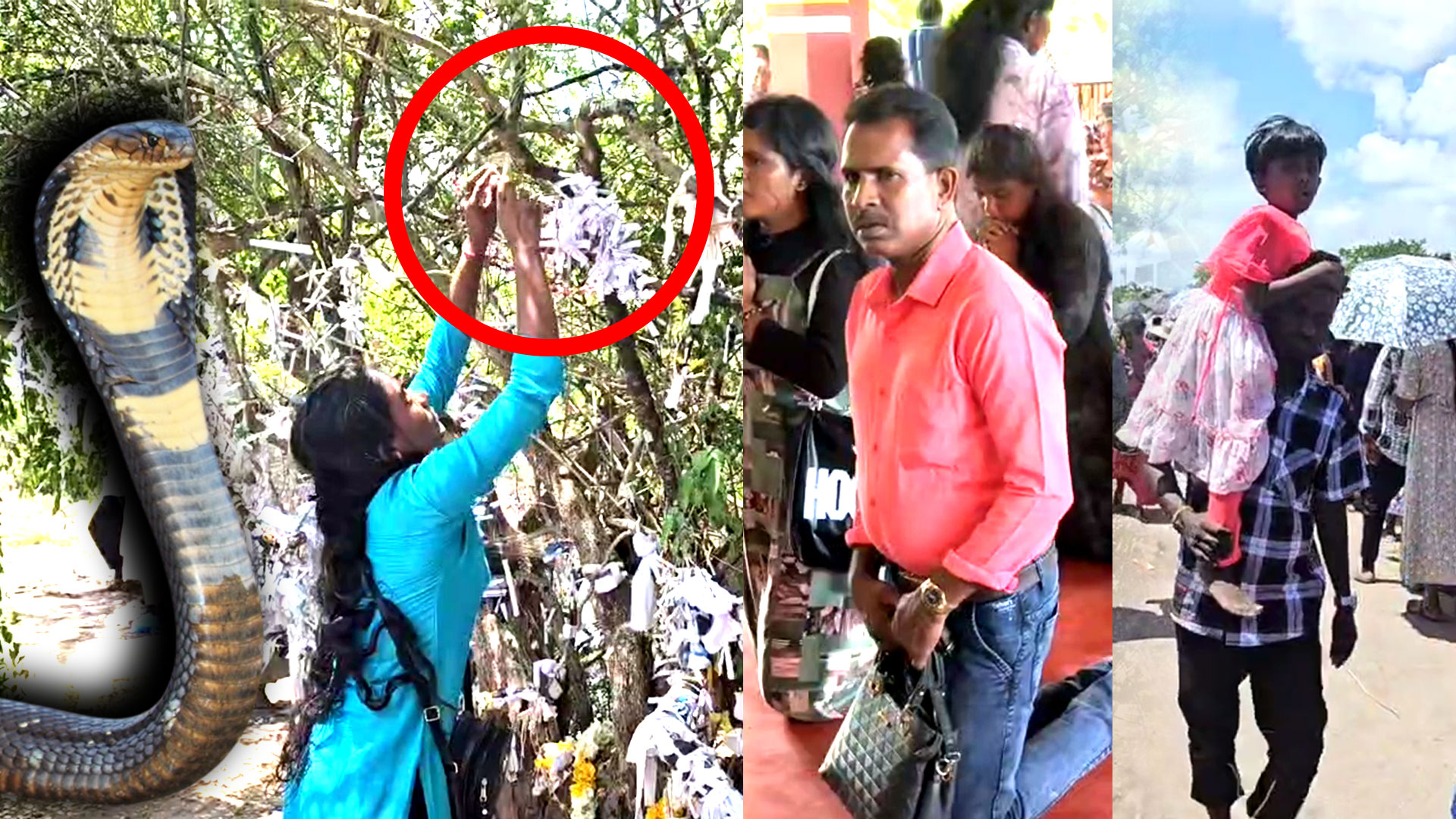 Read more about the article <span class="video-label">🔴 VIDEO</span> வேண்டியது உடனே நடக்கும் “பாம்பு வழிகாட்டி அந்தோனியார் ஆலயம்” – படையெடுக்கும் மக்கள்