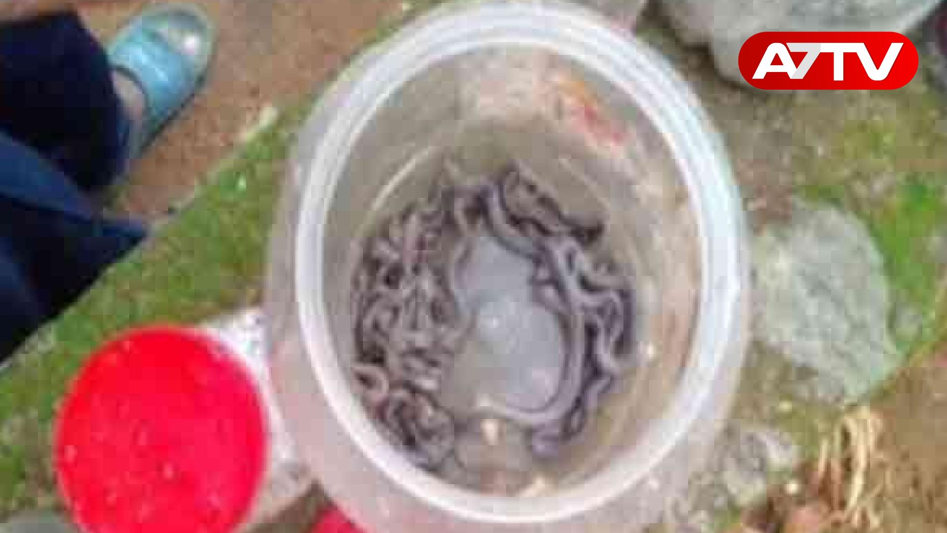 Read more about the article பாடசாலை வகுப்பறை ஒன்றில் இருந்து மீட்கப்பட்ட அதிகளவான பாம்புக் குட்டிகள்!