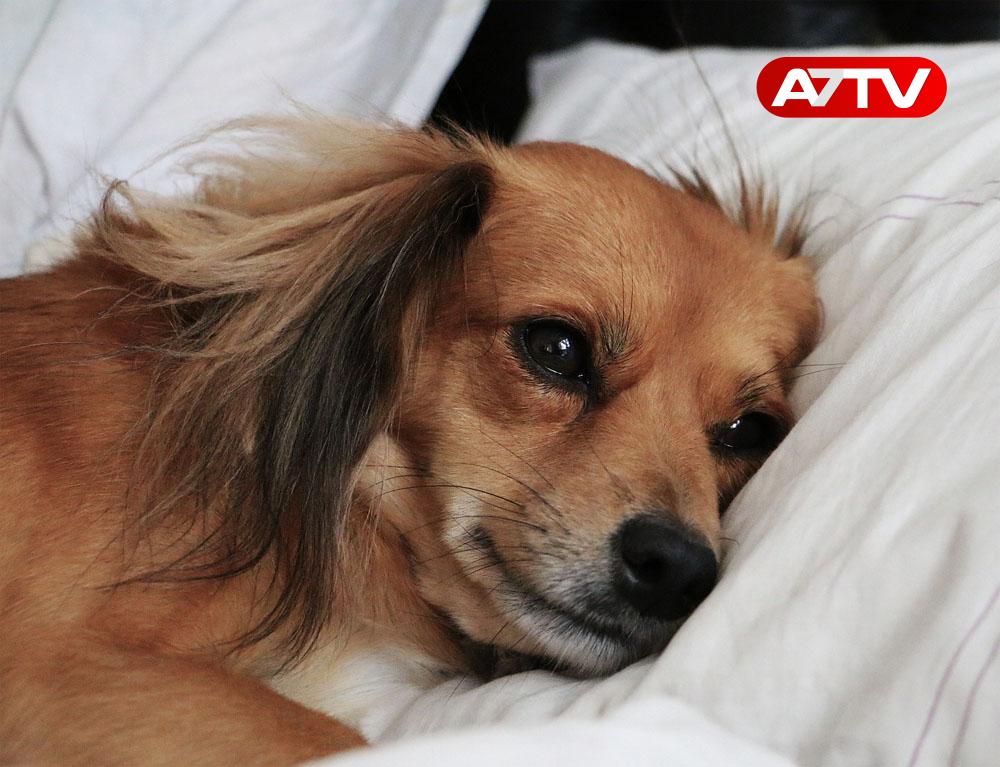 Read more about the article நாய்களைக் கருணைக் கொலை செய்ய அனுமதி