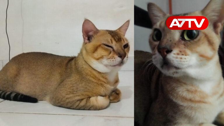 cat
