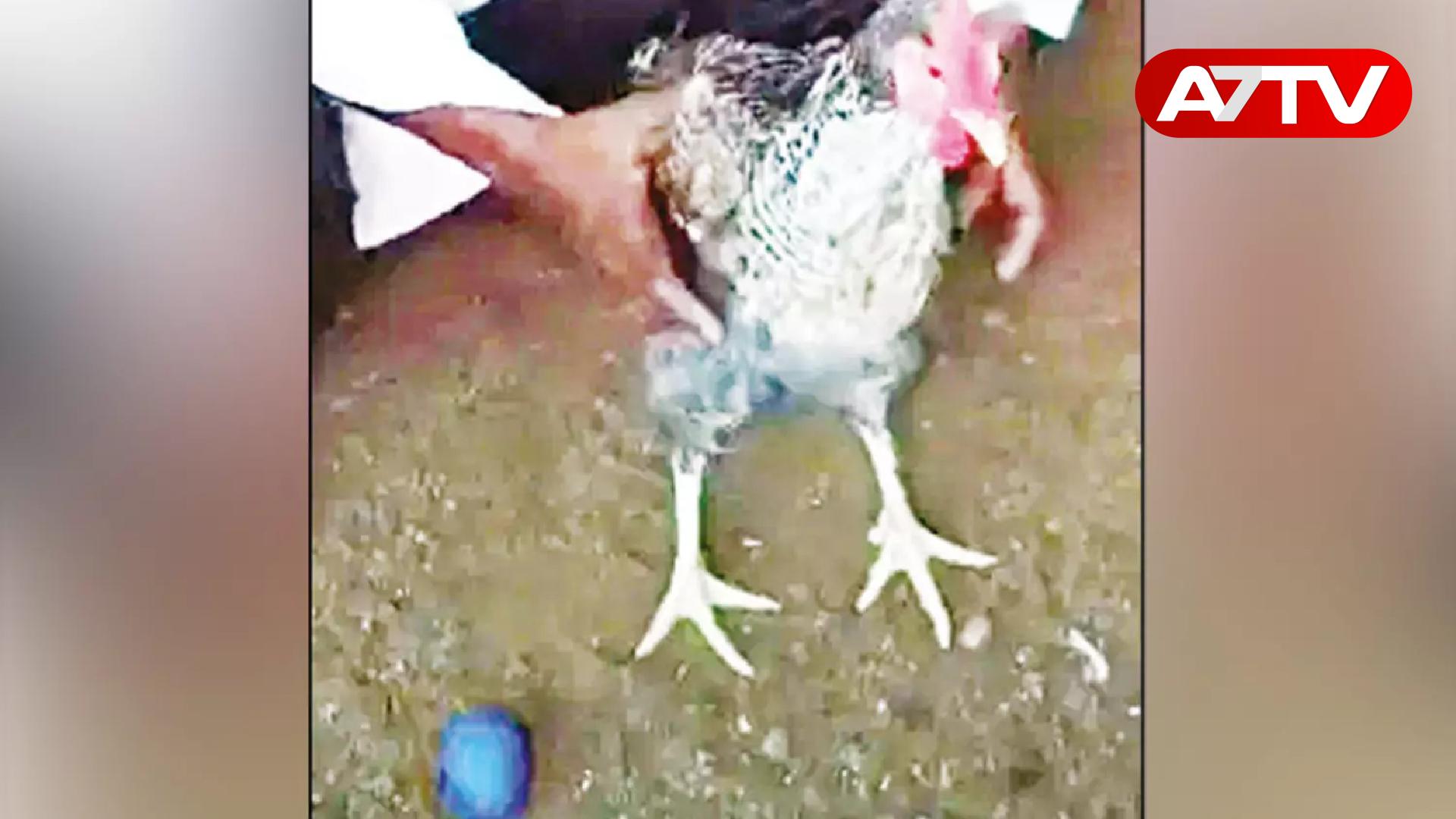 Read more about the article நீல நிற முட்டையிட்ட கோழி: ஆச்சரியத்தில் மக்கள்