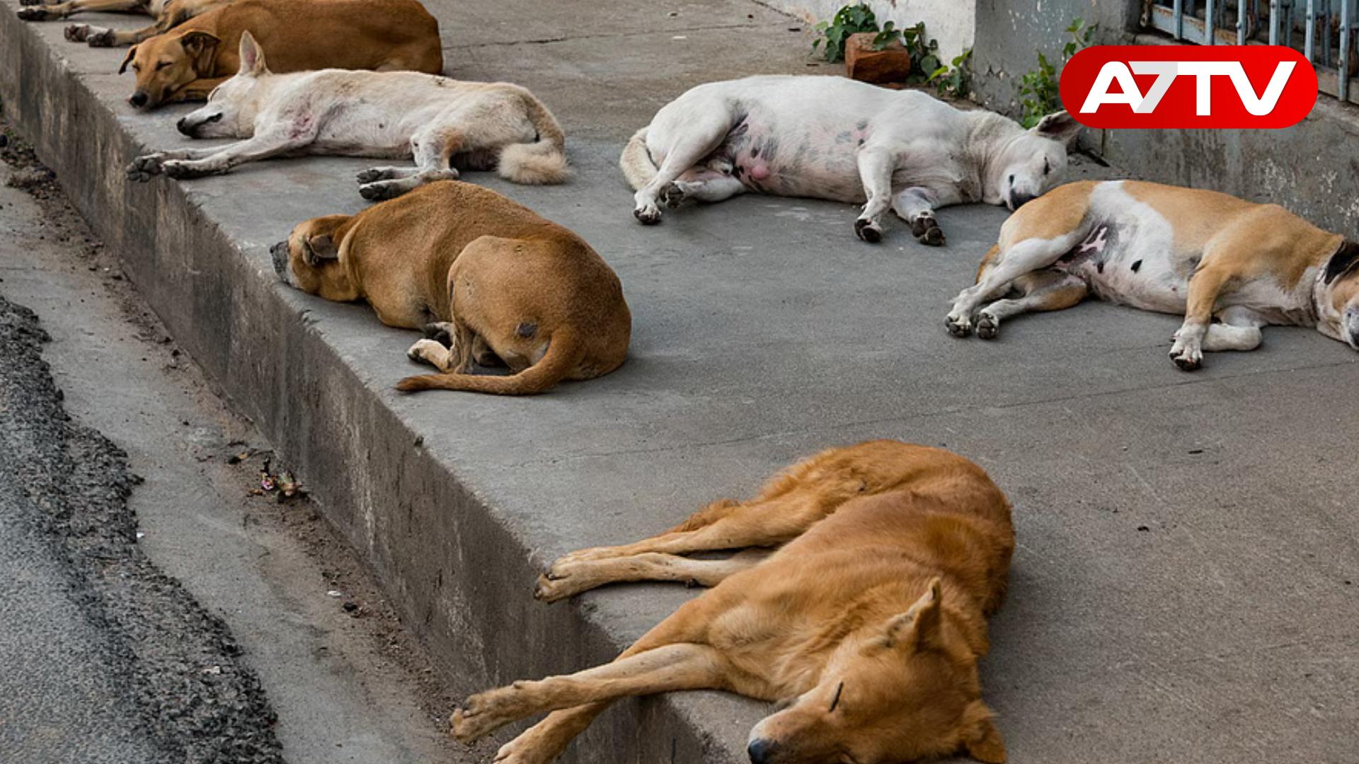 Read more about the article நாய்களுக்கும் ஐஸ் போதைப்பொருள் : வெளியான அதிர்ச்சிக்குள்ளாக்கும் தகவல்!