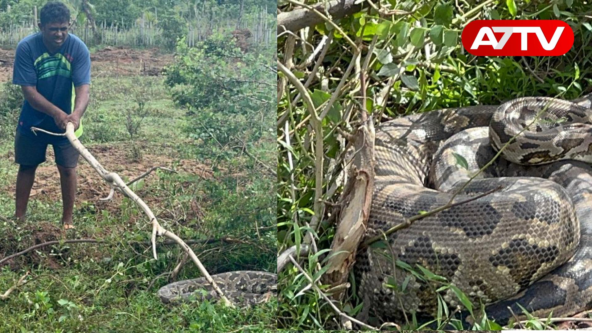 Read more about the article முல்லைத்தீவில் தோட்டக்காணிக்குள் புகுந்த வெங்கணாந்தி பாம்பு!