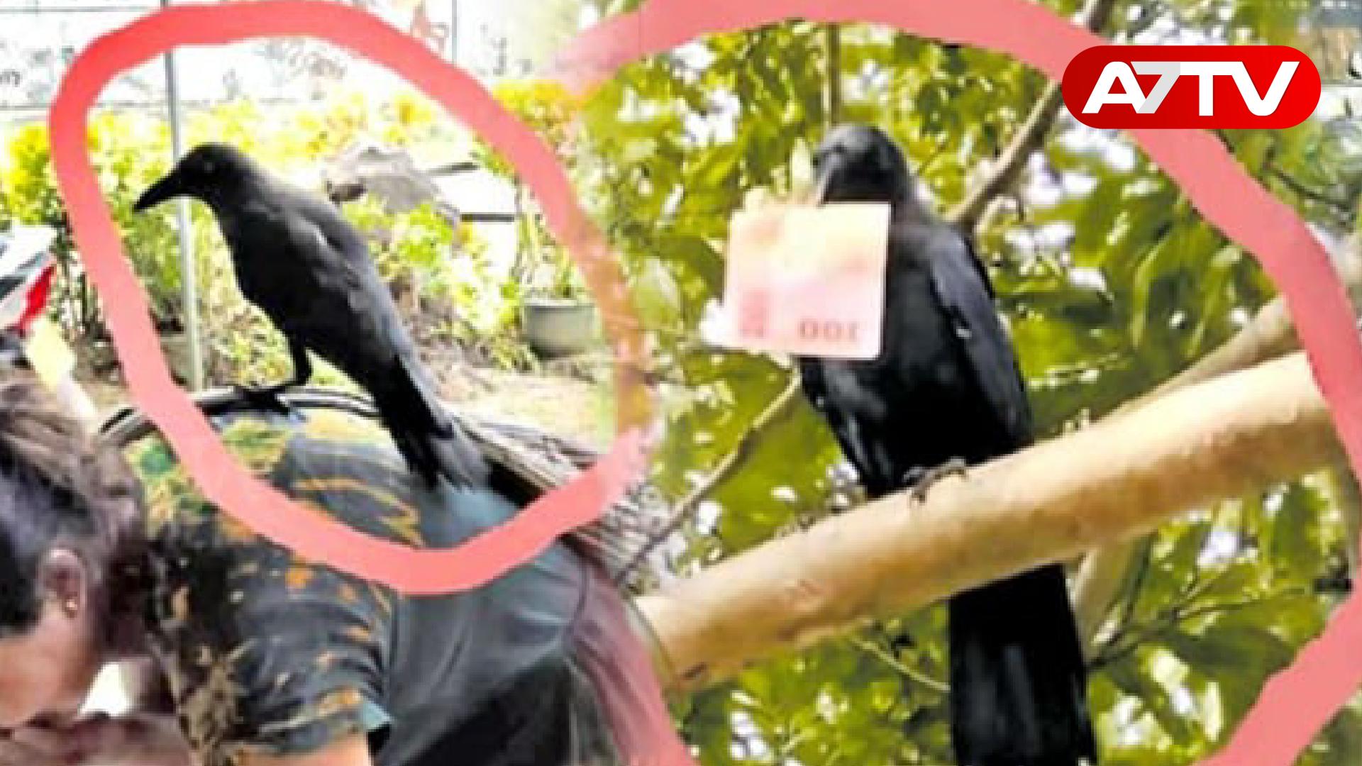 Read more about the article கொள்ளையில் ஈடுபடும் காகத்தால் அதிர்ச்சியில் மக்கள்: இலங்கையில் சம்பவம்