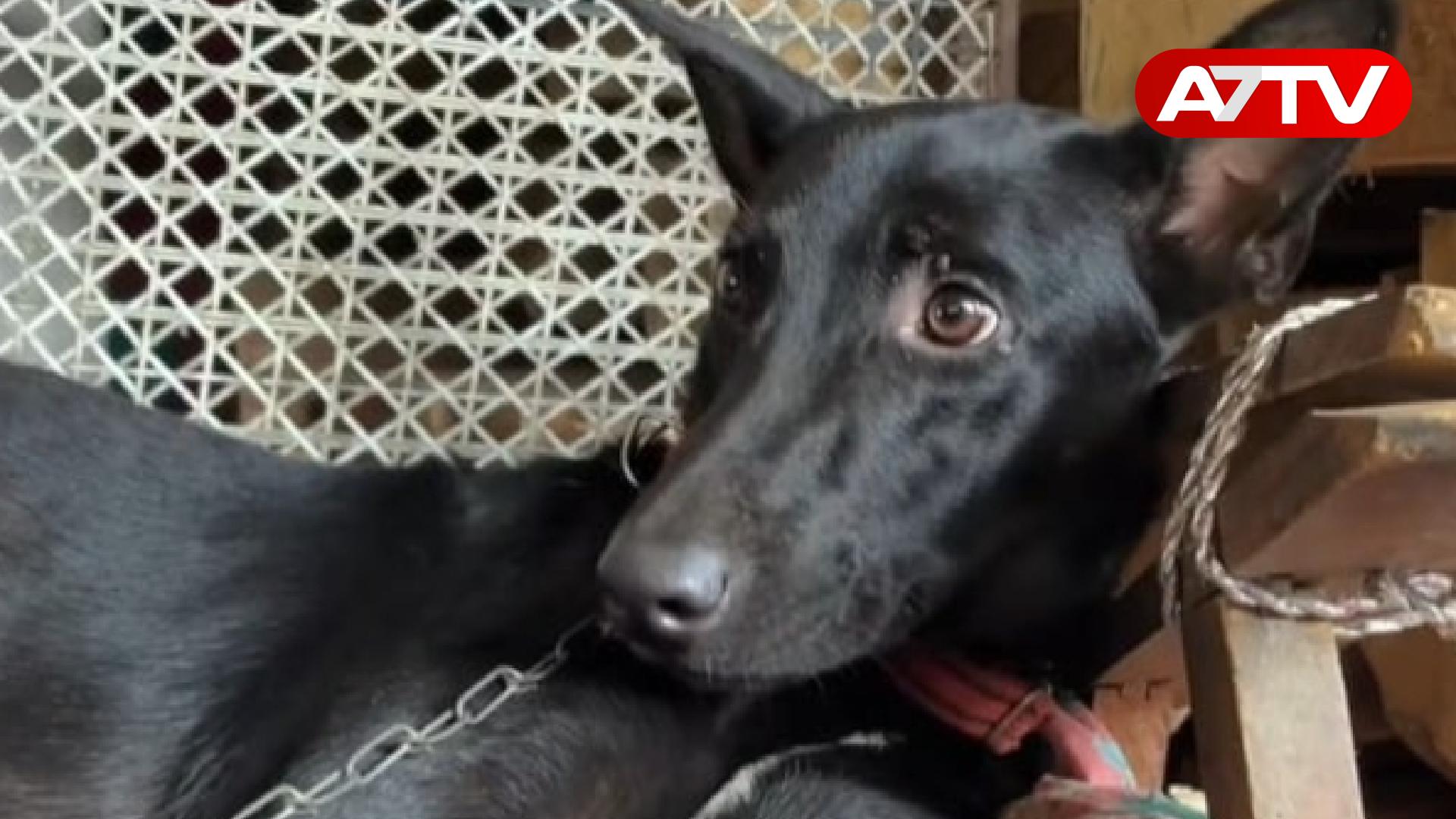 Read more about the article கிராமம் ஒன்றில் பலரின் உயிர்களை காப்பாற்றிய நாய்!