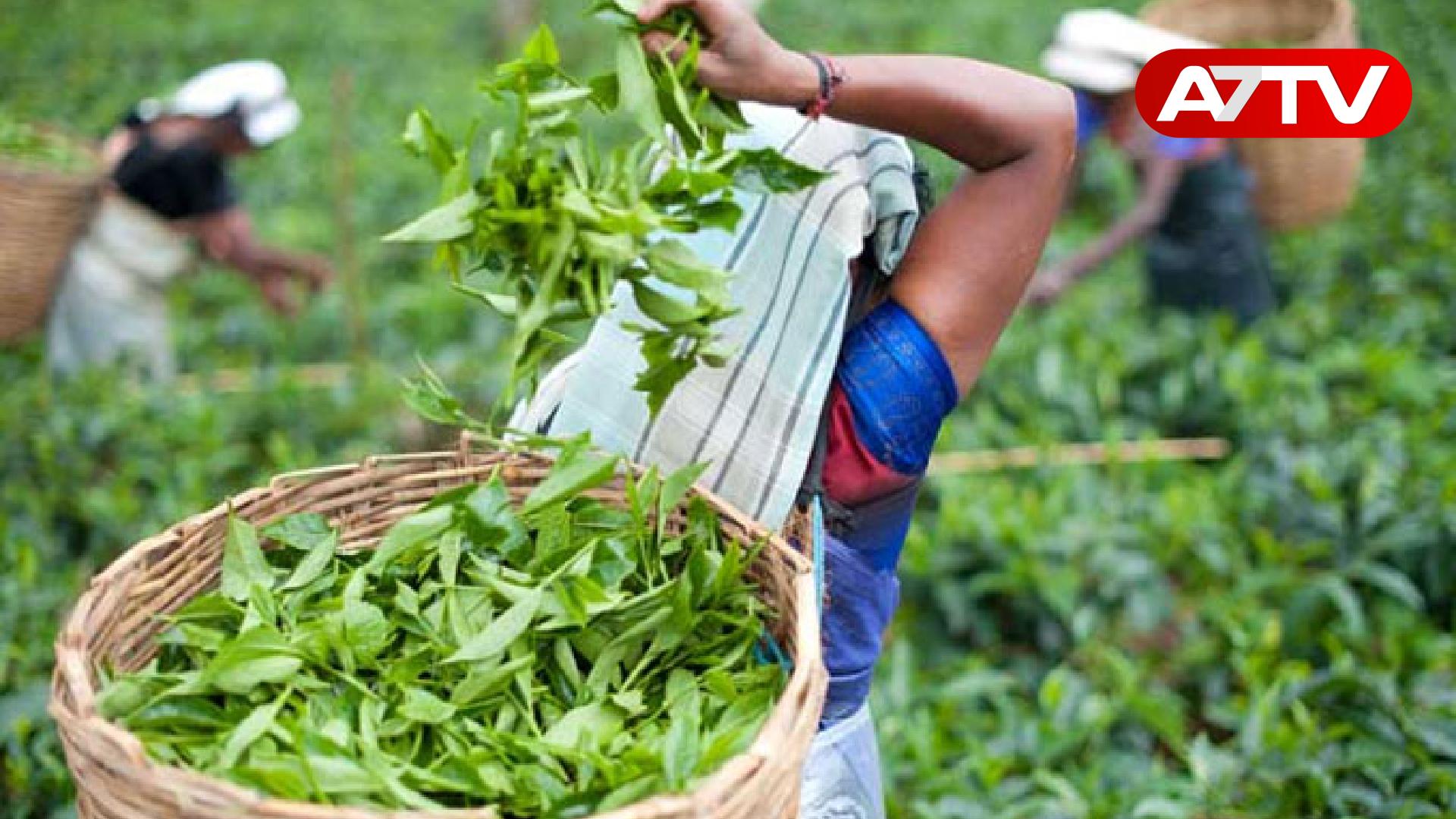 Read more about the article தோட்டத் தொழிலாளர்களுக்கு வெளியான மகிழ்ச்சித் தகவல்!