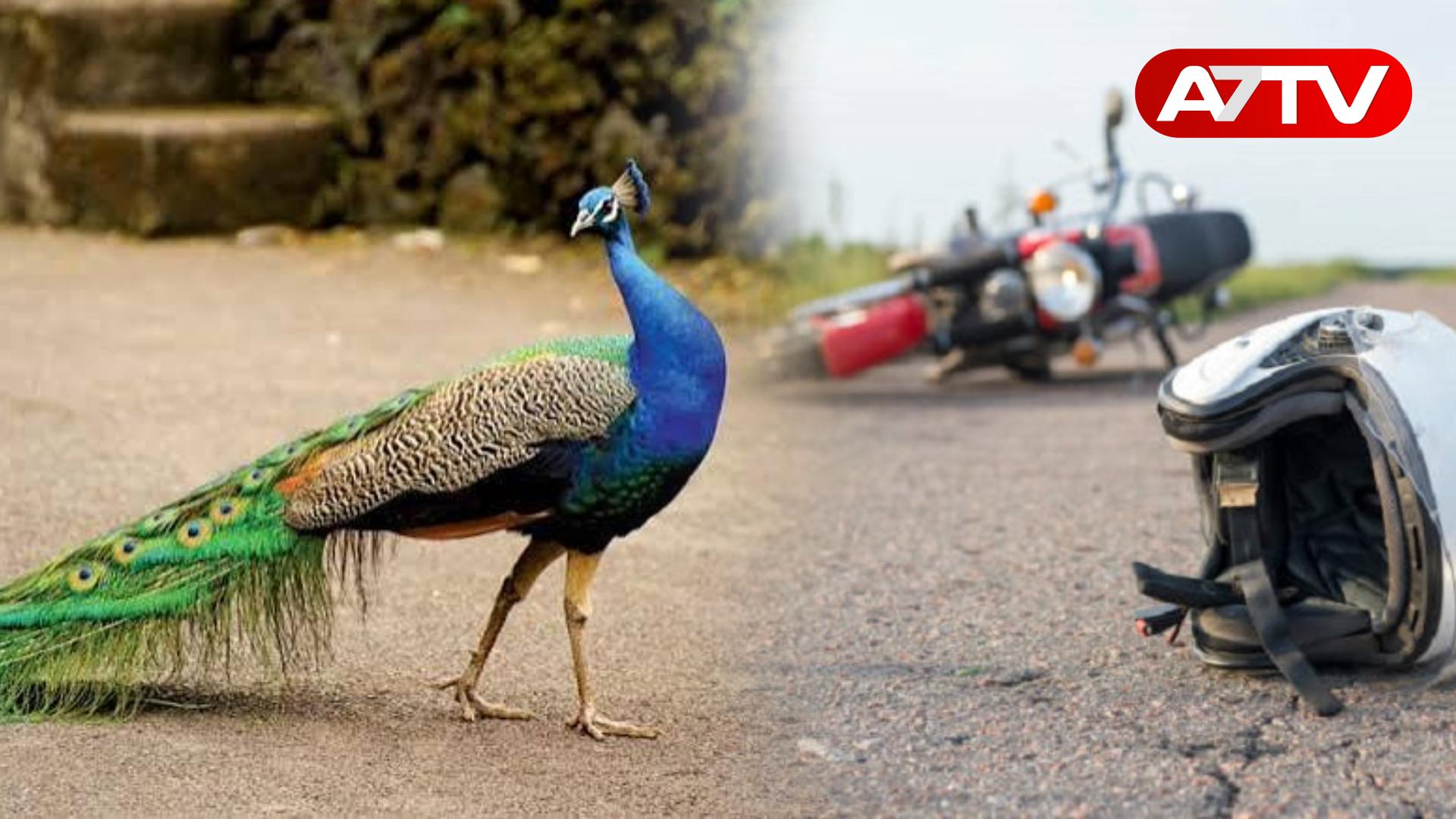 Read more about the article மோட்டார் சைக்கிள் மீது மயில் மோதி விபத்து: 18 வயது இளைஞர் பரிதாப மரணம்!
