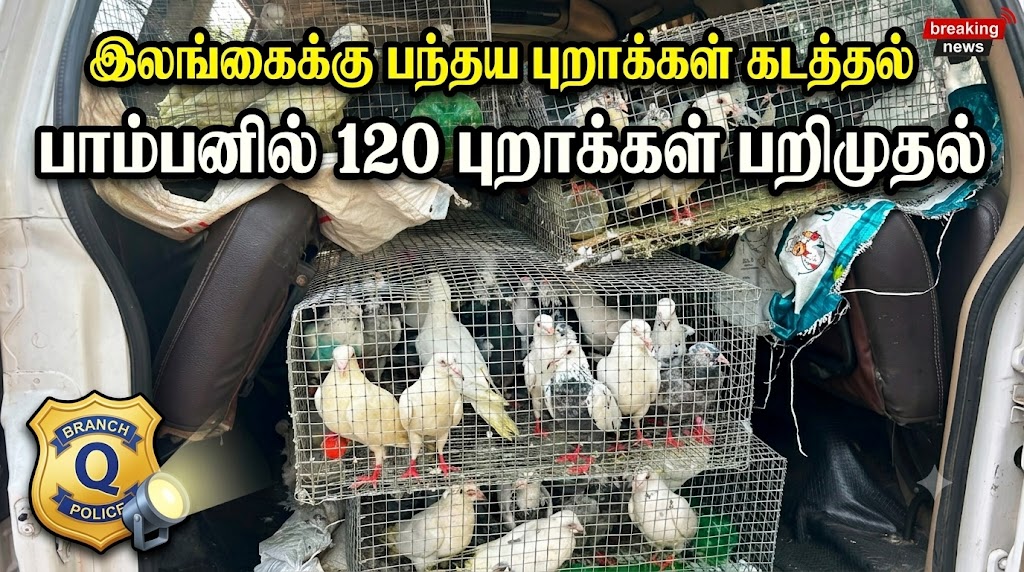 Read more about the article பாம்பனில் அதிரடி: இலங்கைக்கு பந்தய புறாக்கள் கடத்தல் செய்ய முயன்ற மதுரை நபர்கள் சிக்கினர்!