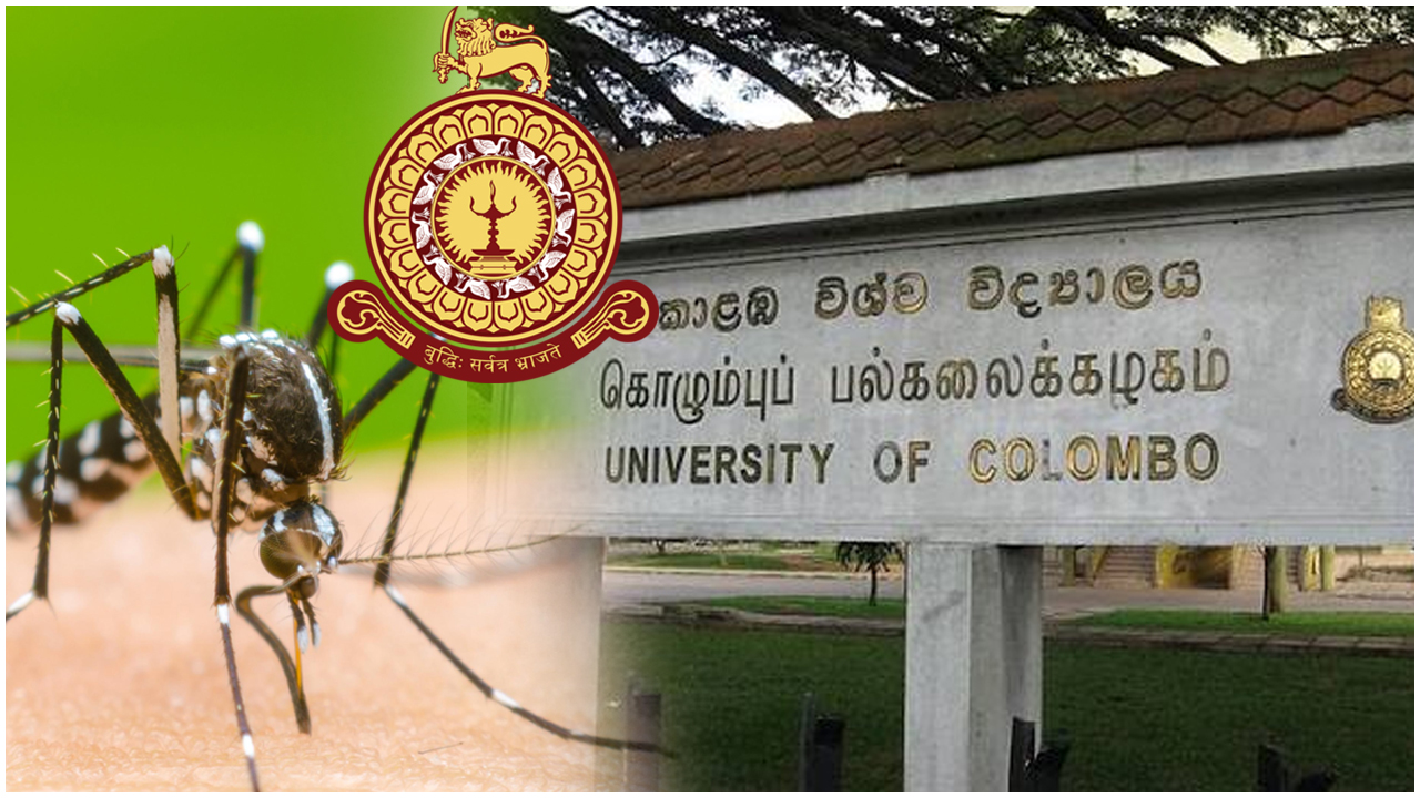 Read more about the article கொழும்பு பல்கலைக்கழகத்தில் 71 மாணவர்களுக்கு டெங்குத் தொற்று: விரிவுரைகள் இணையவழிக்கு மாற்றம்