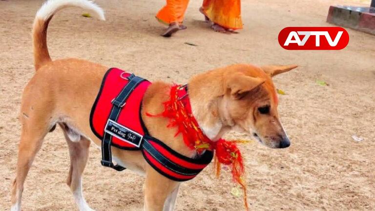 subramani dog