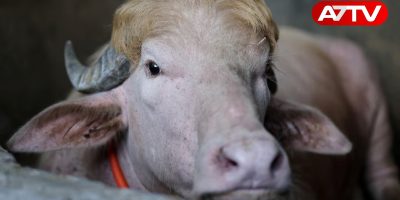 Buffalo named Donald Trump