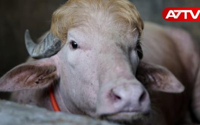 Buffalo named Donald Trump