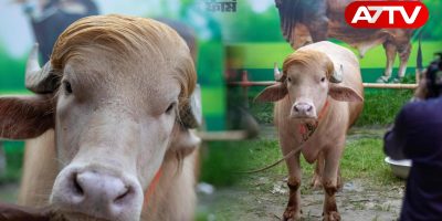 Celebrity 'Trump' buffalo