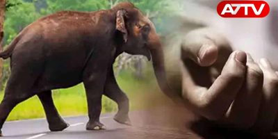 Elephant attack