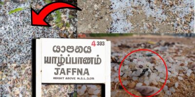 Jaffna