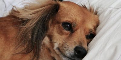 Permission to euthanize dogs