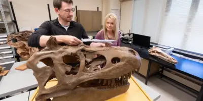 PhD student Jared Voris and Prof Darla Zelenitsky examine a tyrannosaur fossil