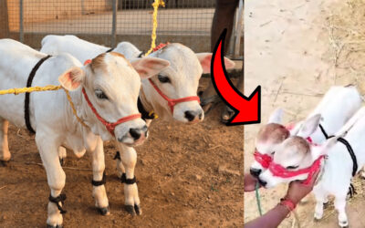 Pinganur-cow
