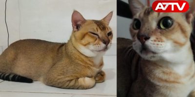 cat