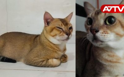 cat