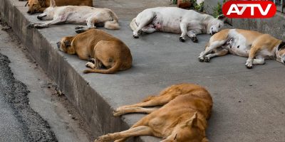 dogs