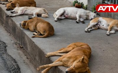 dogs