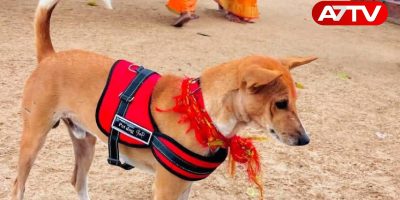 subramani dog