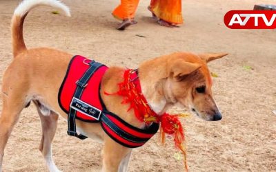 subramani dog