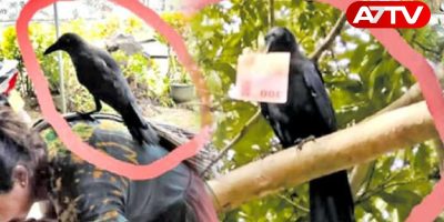 thief crow
