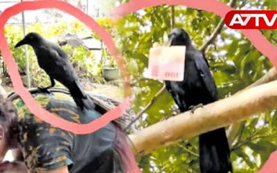thief crow
